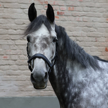 Cabezada Lami-Cell Flexicare