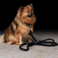 Correa para perro HV Polo Franka Rope Marino / rosa Azul