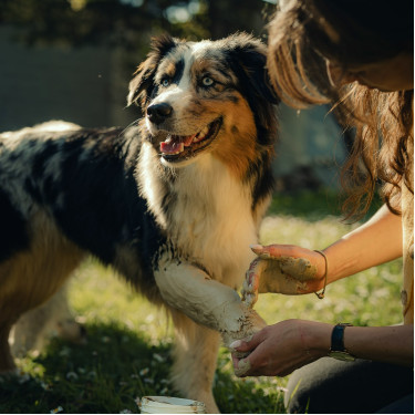 Cataplasma de arcilla Nutragile para perro y gato