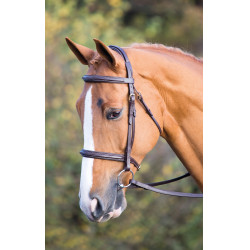 Cabezada Fairford Salisbury Shires