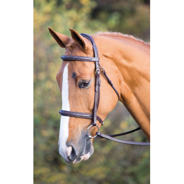 Cabezada Fairford Salisbury Shires