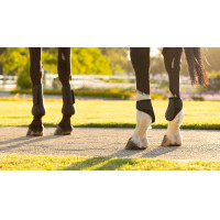 Protectores de menudillo LeMieux Arika Negro