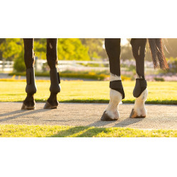 Protectores de menudillo LeMieux Arika Negro