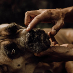 Bálsamo para trufa Nellumbo perros y gatos