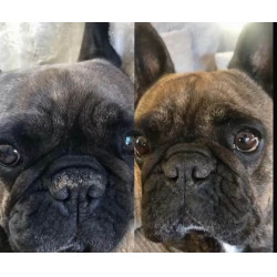 Bálsamo para trufa Nellumbo perros y gatos