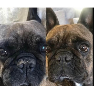 Bálsamo para trufa Nellumbo perros y gatos