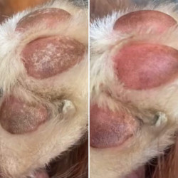 Bálsamo para almohadillas Nellumbo para perros y gatos