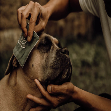 Loción limpiadora Nellumbo para perros y gatos