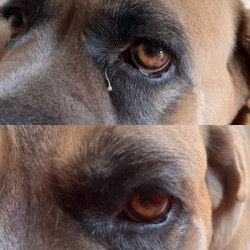 Loción limpiadora Nellumbo para perros y gatos
