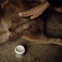 Bálsamo para pieles sensibles Nellumbo para perros y gatos