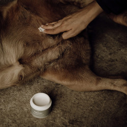Bálsamo para pieles sensibles Nellumbo para perros y gatos