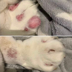 Bálsamo para pieles sensibles Nellumbo para perros y gatos