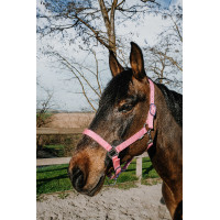 Cabestro Norton Dream Rosa