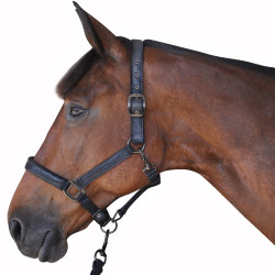 Cabezada De Cuadra Canter