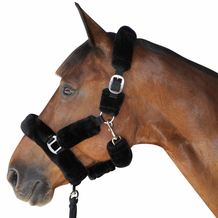 Cabezada De Cuadra Trasporte Canter