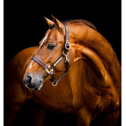 Cabezada de cuero Horseware Signature Castaño Marr&amp;amp;amp;oacute;n