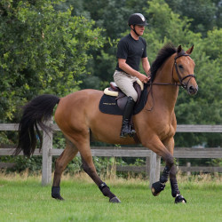 copy of Protectores Real Back On Track copy of Protectores Real Back On Track
