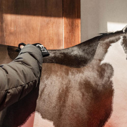 Gel de ducha caliente Almond Grooming Deluxe de Kentucky Almendra Marrón Gel de ducha caliente Almond Grooming Deluxe de Kentucky Almendra Marrón