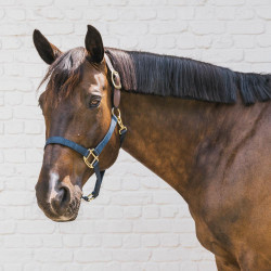 Cabezada de equitación Breakaway Kentucky segura