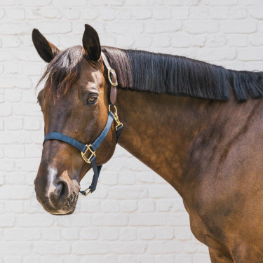 Cabezada de equitación Breakaway Kentucky segura