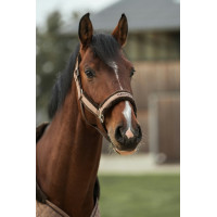 Cabezada de cuadra Back on Track Haze Collection Castaño Marrón