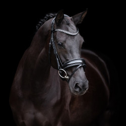 Cabezada HV Polo Diana