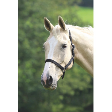 Cabezada de cuadra Shires Wessex para equitación