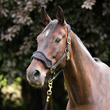 Cabestro y ramal polar para caballo Shires ARMA | Equitación