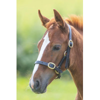 Cabezada de cuero ajustable Shires Velociti Gara Negro