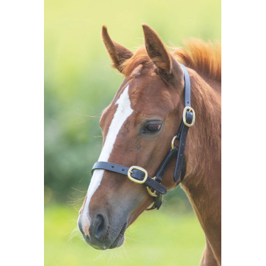 Cabezada de cuero para caballo Shires Velociti Gara