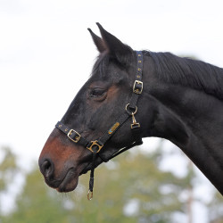 Cabezada de control para caballo Shires ARMA | Equitación
