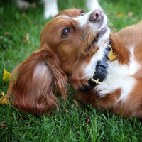 Collar trenzado para perro Shires Digby & Fox Negro