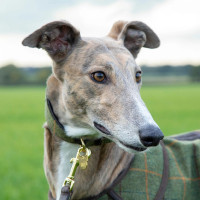 Collar de tweed para galgo Shires Digby & Fox Cuadros rojo / amarillo / azul Motifs