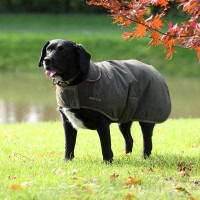 Abrigo encerado Shires Digby & Fox Oliva Verde