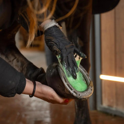 Cataplasma de sal de Epsom para caballos 600 g | Equitación