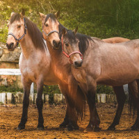 Cabezada de cuadra y ramal Colca Flags & Cup Coral