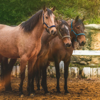 Set de cabezada y ramal Colca Flags & Cup Arena Amarillo