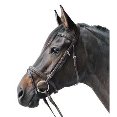 Cabezada inglesa equitación Star Lifestyle