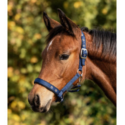 Cabezada de equitación para potro cómoda Waldhausen