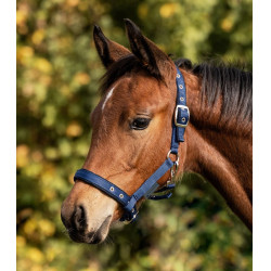 Cabezada de equitación para potro cómoda Waldhausen