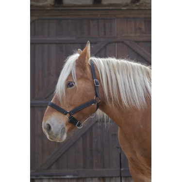 Cabezada para caballo de tiro Norton Pro Cabezada para caballo de tiro Norton Pro