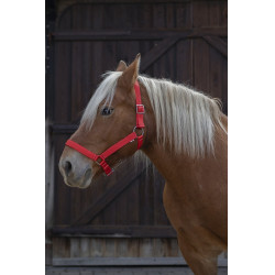 Cabezada para caballo de tiro Norton Pro Cabezada para caballo de tiro Norton Pro