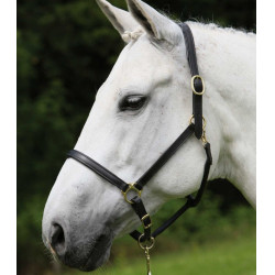 Cabezada de cuero para equitación Star Robust