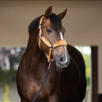 Cabezada HV Polo Luxury Camello Marr&amp;amp;amp;oacute;n