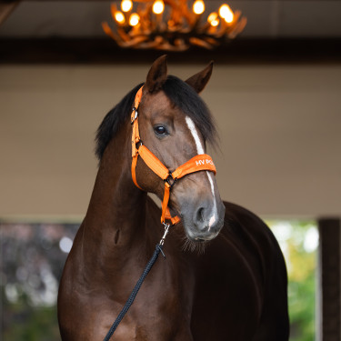 Cabezada HV Polo Luxury Calabaza Naranja Cabezada HV Polo Luxury Calabaza Naranja