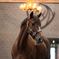 Cabezada HV Polo Chaya Marrón / marino Marr&amp;amp;amp;oacute;n