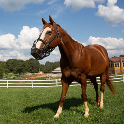 Greenguard Viejo modelo negro