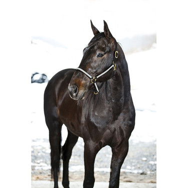 Cabezada Yankee de nylon 20 mm Azul / blanco