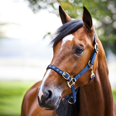 Cabezada de cuadra de nylon Finn-Tack Cabezada de cuadra de nylon Finn-Tack