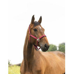 Cabezada de cuadra Equithème "Air" Burdeos